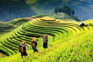 SAPA