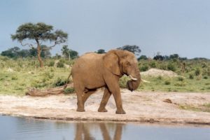 ADDO ELEPHANT