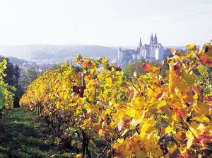 Saksen-Dresden-Elbland-Weingut-Proschwitzer-rondreizen.nl