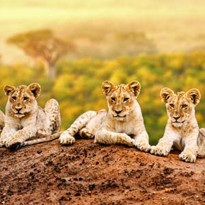 Afrika-leeuwen-rondreizen.nl