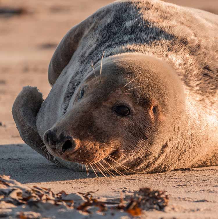 zeehond op wad-rondreizen.nl
