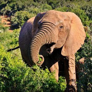 afrika-olifant-rondreizen.nl