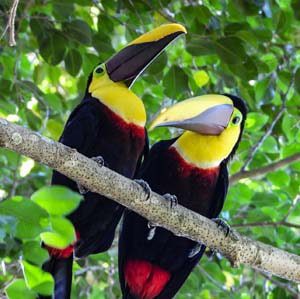 costa-rica-papagaien-rondreizen.nl