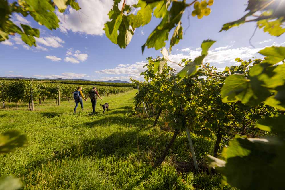 wandelaars tussen de wijnranken op de Badische Weinstrasse